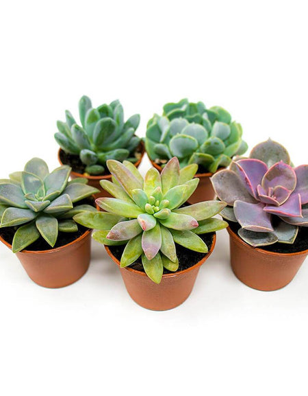 Leather strap watches