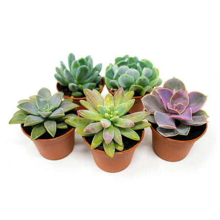 Leather strap watches