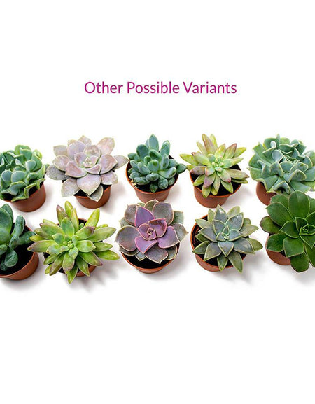 Succulent Plants
