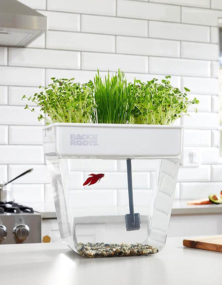 Water Garden Betta Fish Tank