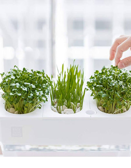 Water Garden Betta Fish Tank