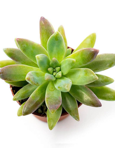 Leather strap watches