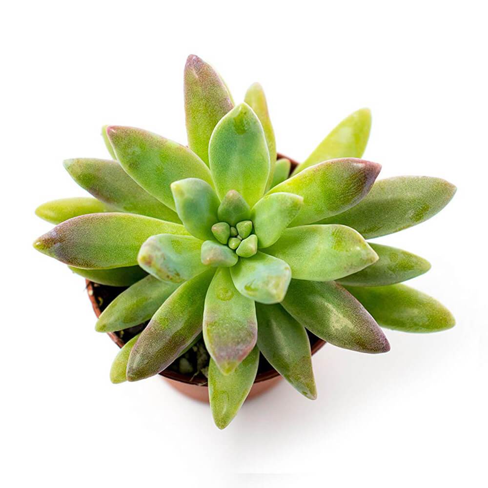 Leather strap watches