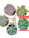 Succulent Plants