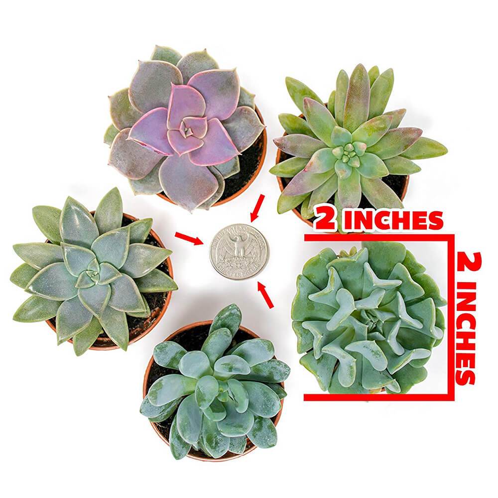 Succulent Plants