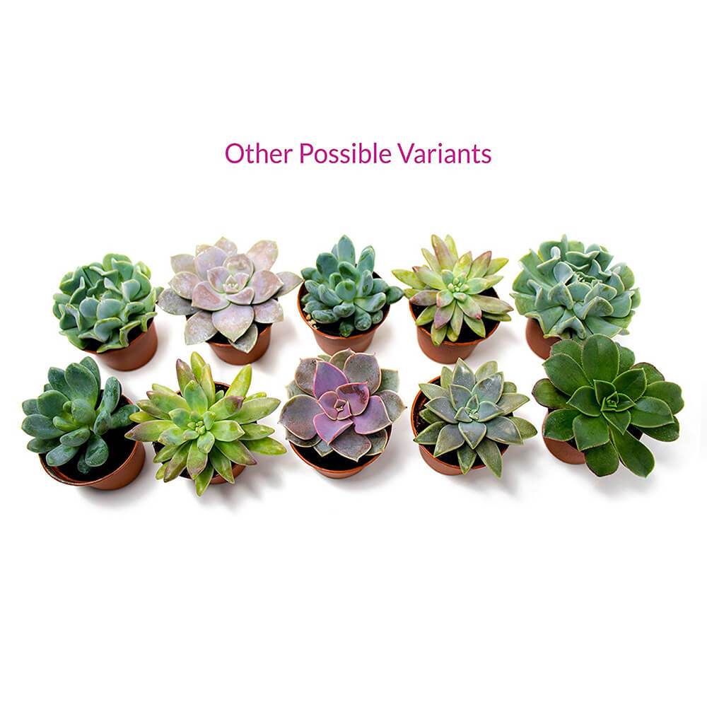 Succulent Plants