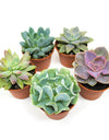 Succulent Plants