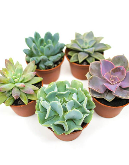Succulent Plants
