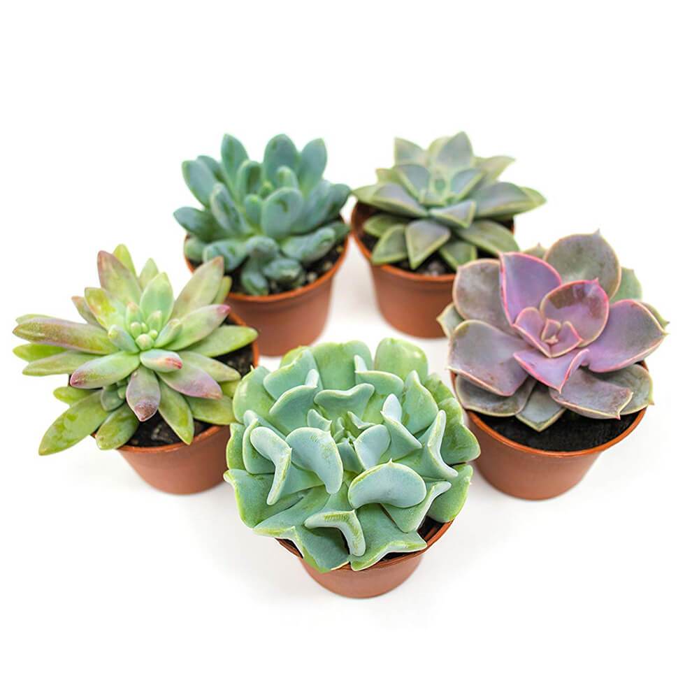 Succulent Plants