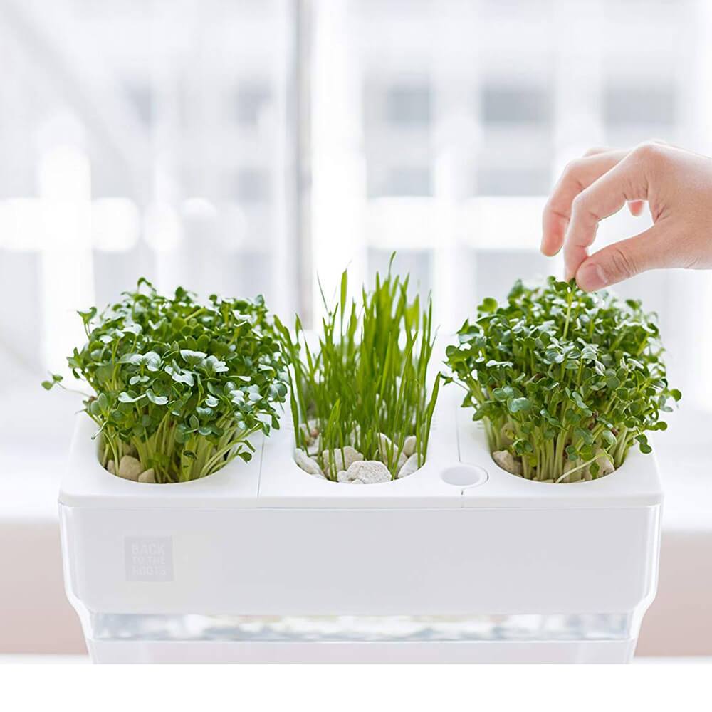 Water Garden Betta Fish Tank