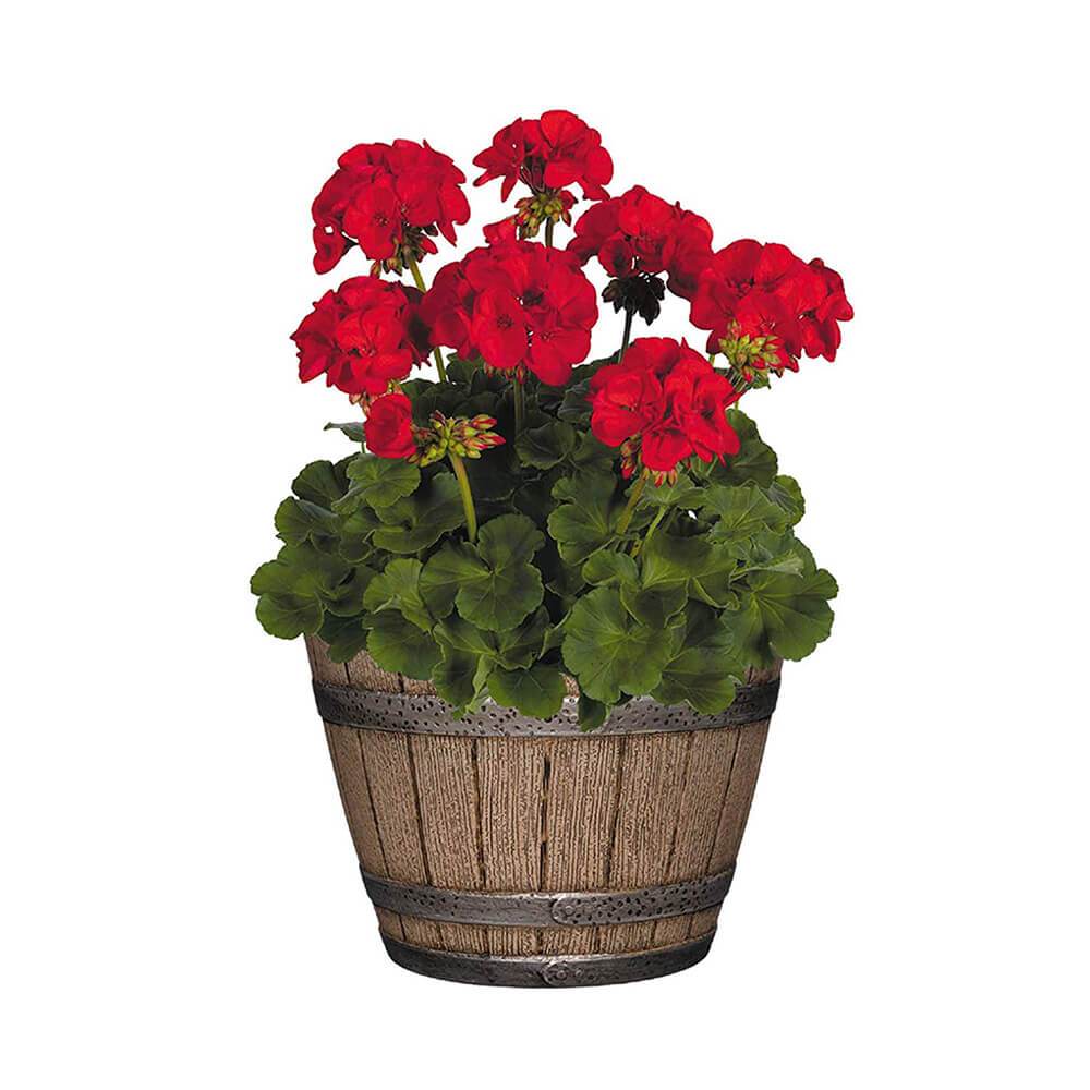 Whiskey Barrel Planter